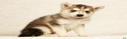 Gerberian Shepsky dogs for sale: Abby - Ad 4