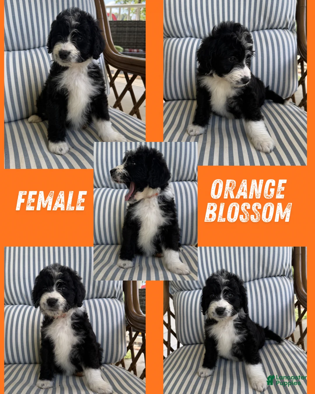 ⚠️puppy⚠️ Orange Blossom (Orange) Aussiedoodle for sale in | Lancaster Puppies