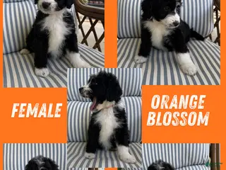 Aussiedoodle dogs Orange Blossom (Orange) - Ad 23