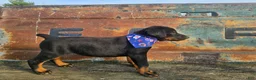 Doberman Pinscher dogs for sale: Black Girl - Ad 1