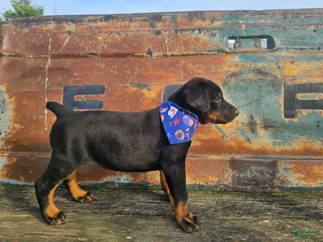 Doberman Pinscher dogs for sale: Black Girl - Ad 1