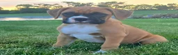 Boxer dogs for sale: Boxer 3 - Ad 1