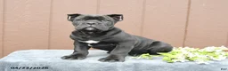 Cane Corso dogs for sale: Blake - Ad 1