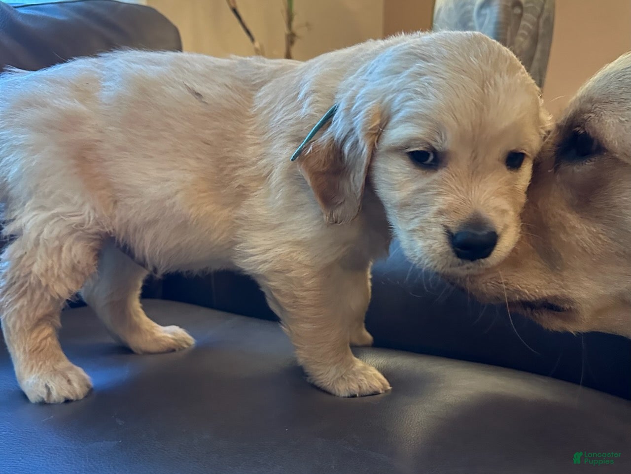 Golden Retriever dogs Boy 1  - Ad 6