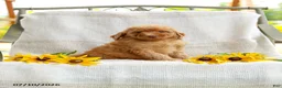 Mini Goldendoodle dogs for sale: Joy - Ad 4