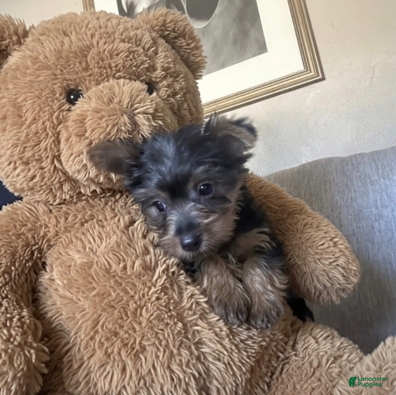 Yorkshire Terrier dogs Yorkshire Terrier Puppy 2 - Ad 29