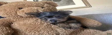 Yorkshire Terrier Puppy 2