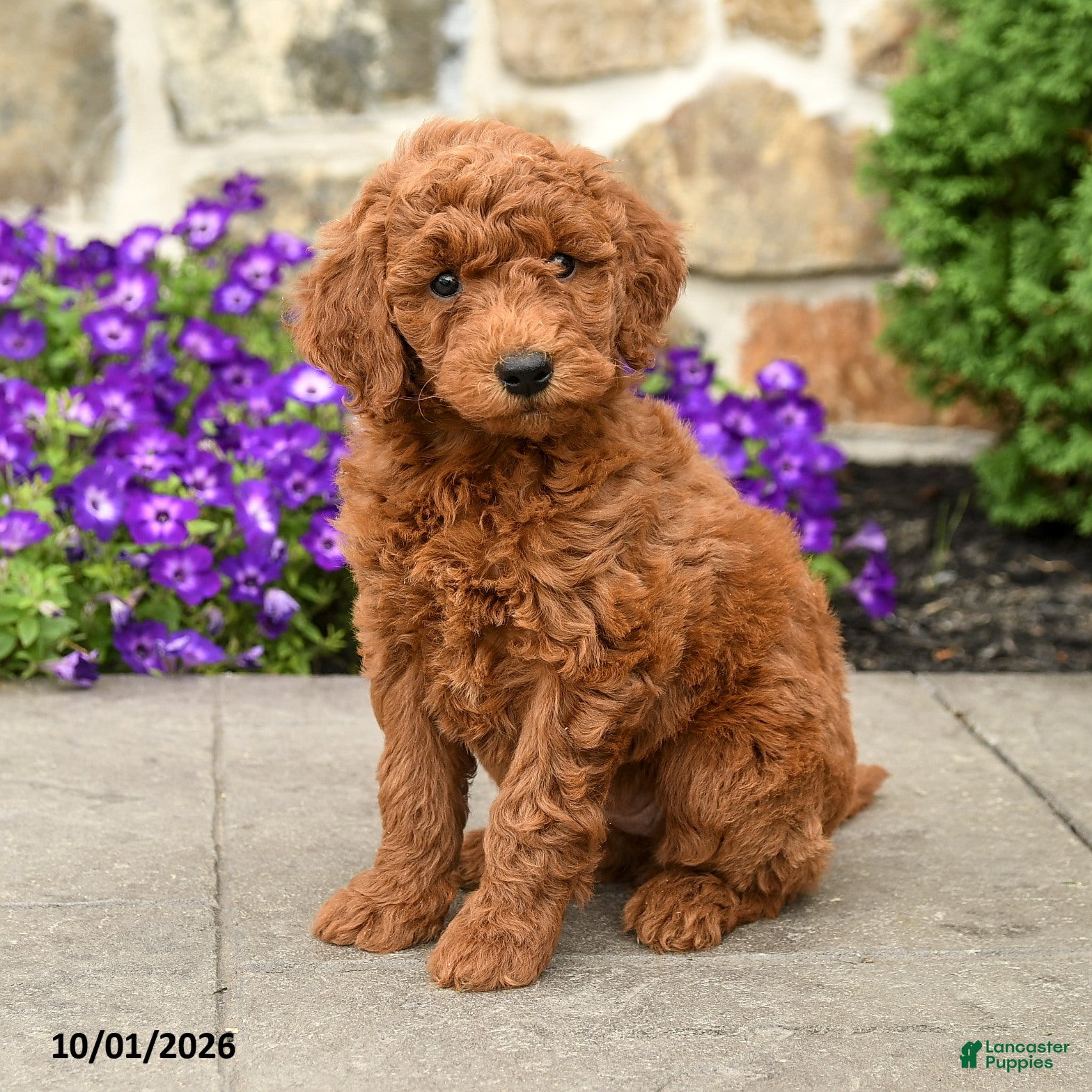 Mini Goldendoodle dogs Tilly  - Ad 1