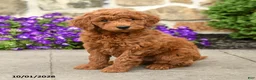 Mini Goldendoodle dogs for sale: Tilly  - Ad 1