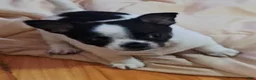 Chihuahua dogs for sale: Spot and dottie - Ad 3