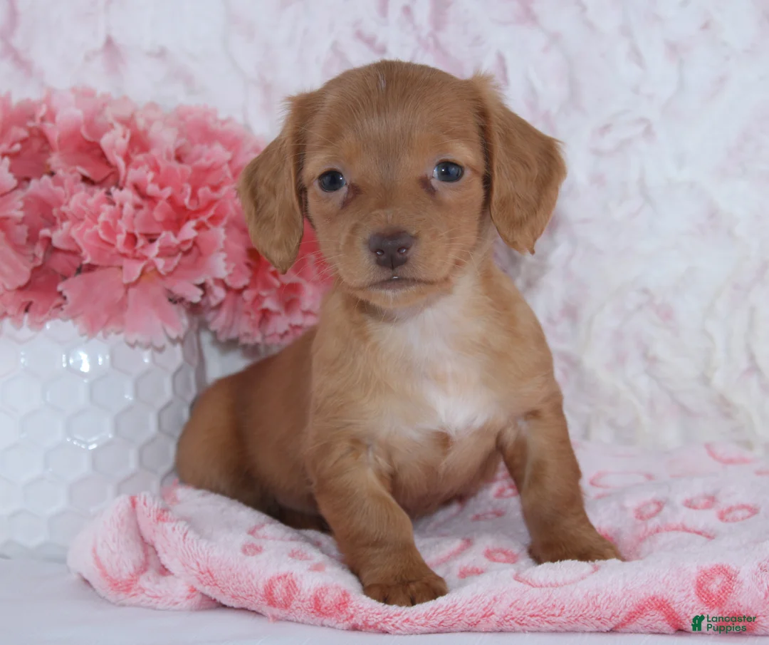 Miniature Dachshund dogs for sale: Brianna - Ad 4