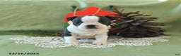 Boston Terrier dogs for sale: Comet - Ad 15