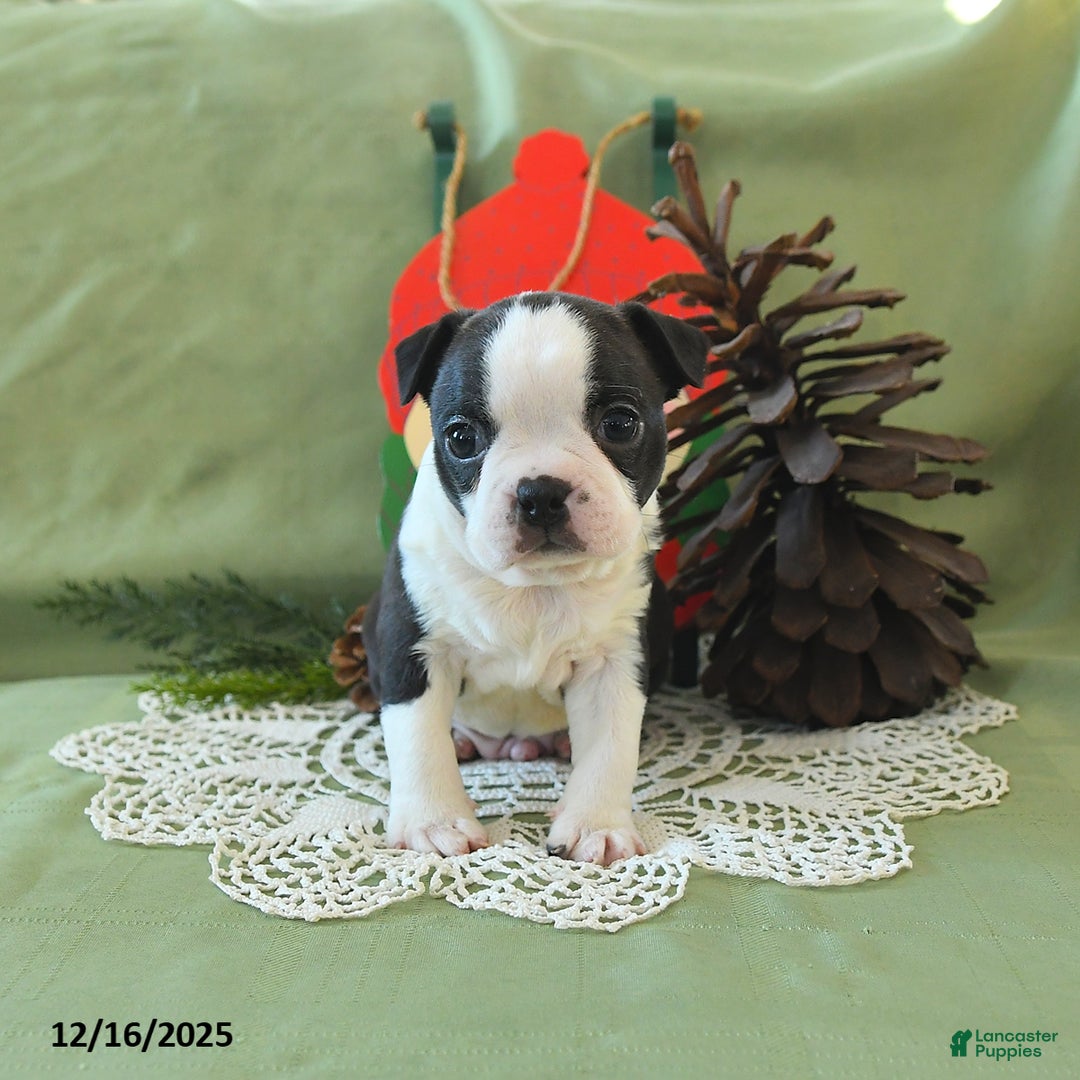 Boston Terrier dogs for sale: Comet - Ad 15