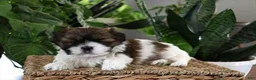 Shih Tzu dogs for sale: Kimmy - Ad 1
