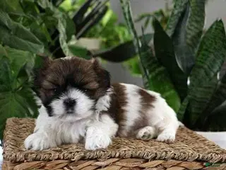 Shih Tzu dogs Kimmy - Ad 27