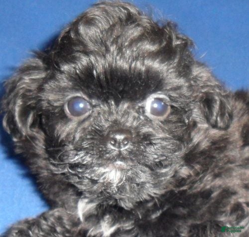 Shihpoo dogs Toby - Ad 2