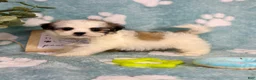 Malshi dogs for sale: Maverick  - Ad 4