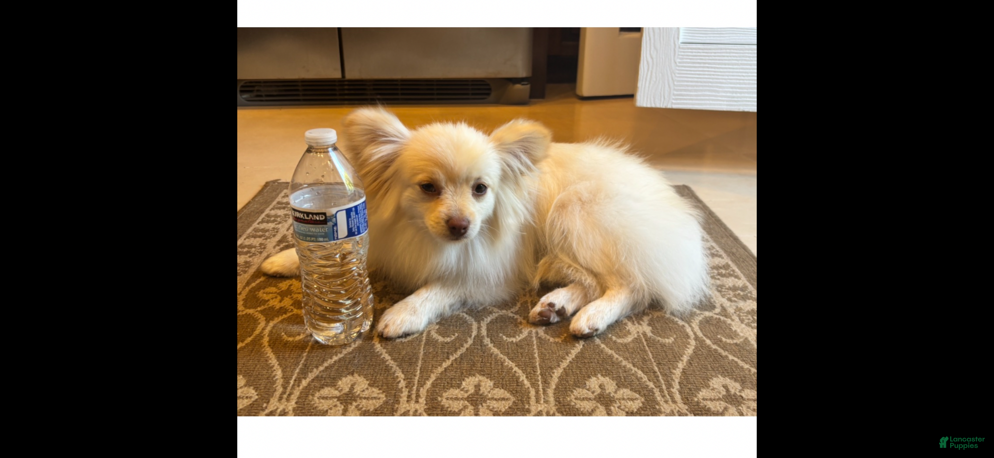 Pomeranian dogs Pomeranian Puppy 1 - Ad 2
