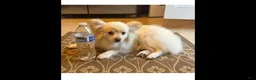 Pomeranian dogs for sale: Pomeranian Puppy 1 - Ad 2