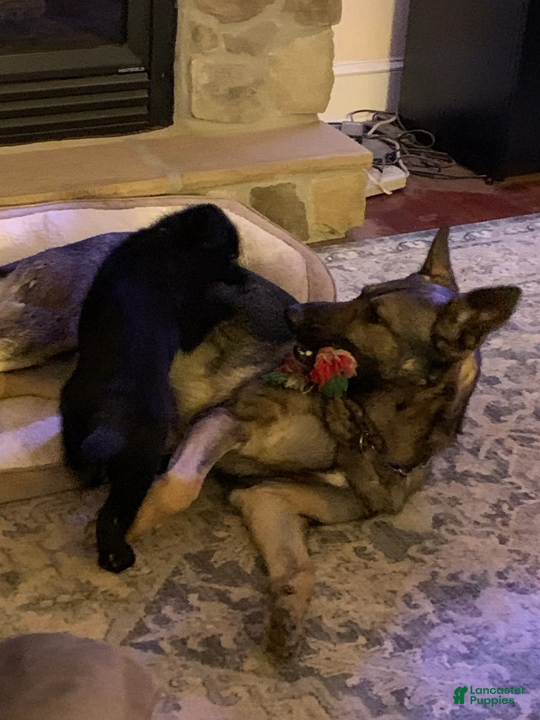 Gallery Image {{count}}