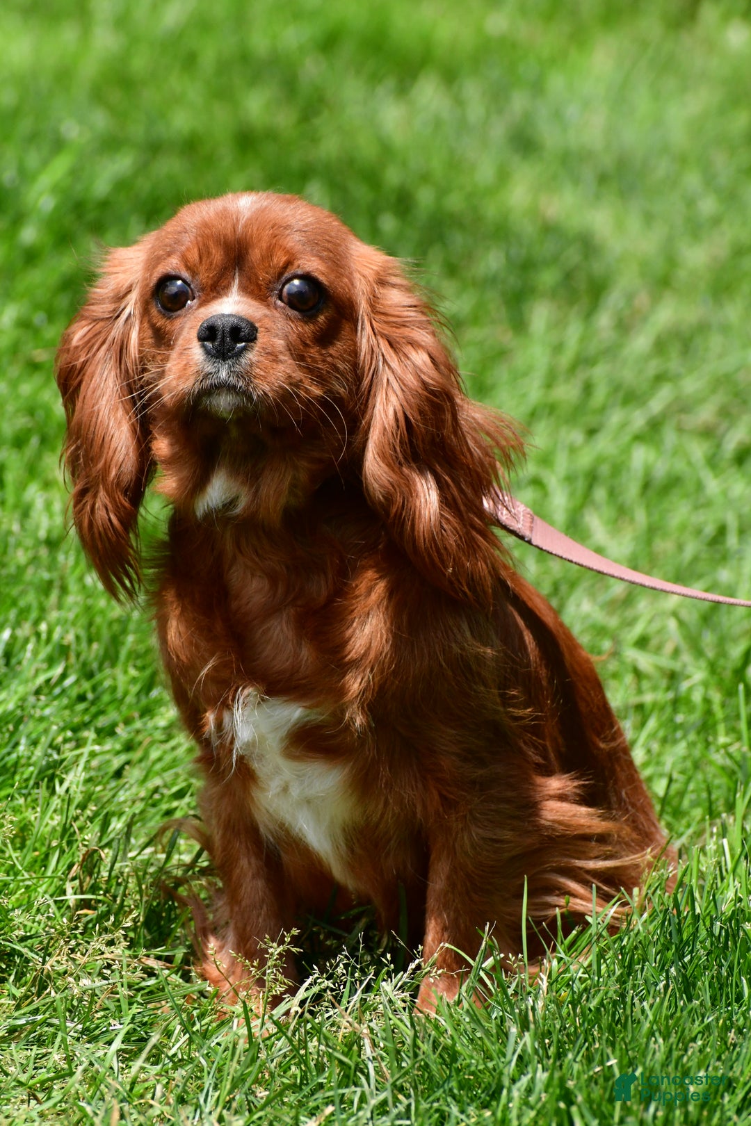 Cavalier King Charles Spaniel dogs for sale: Flash - Ad 8