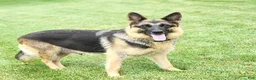 German Shepherd dogs for sale: Maggy - Ad 11