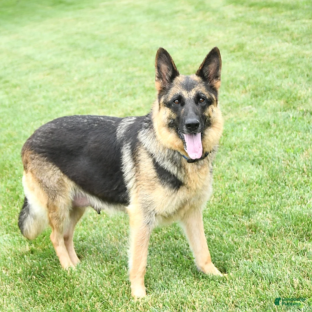 German Shepherd dogs for sale: Maggy - Ad 11