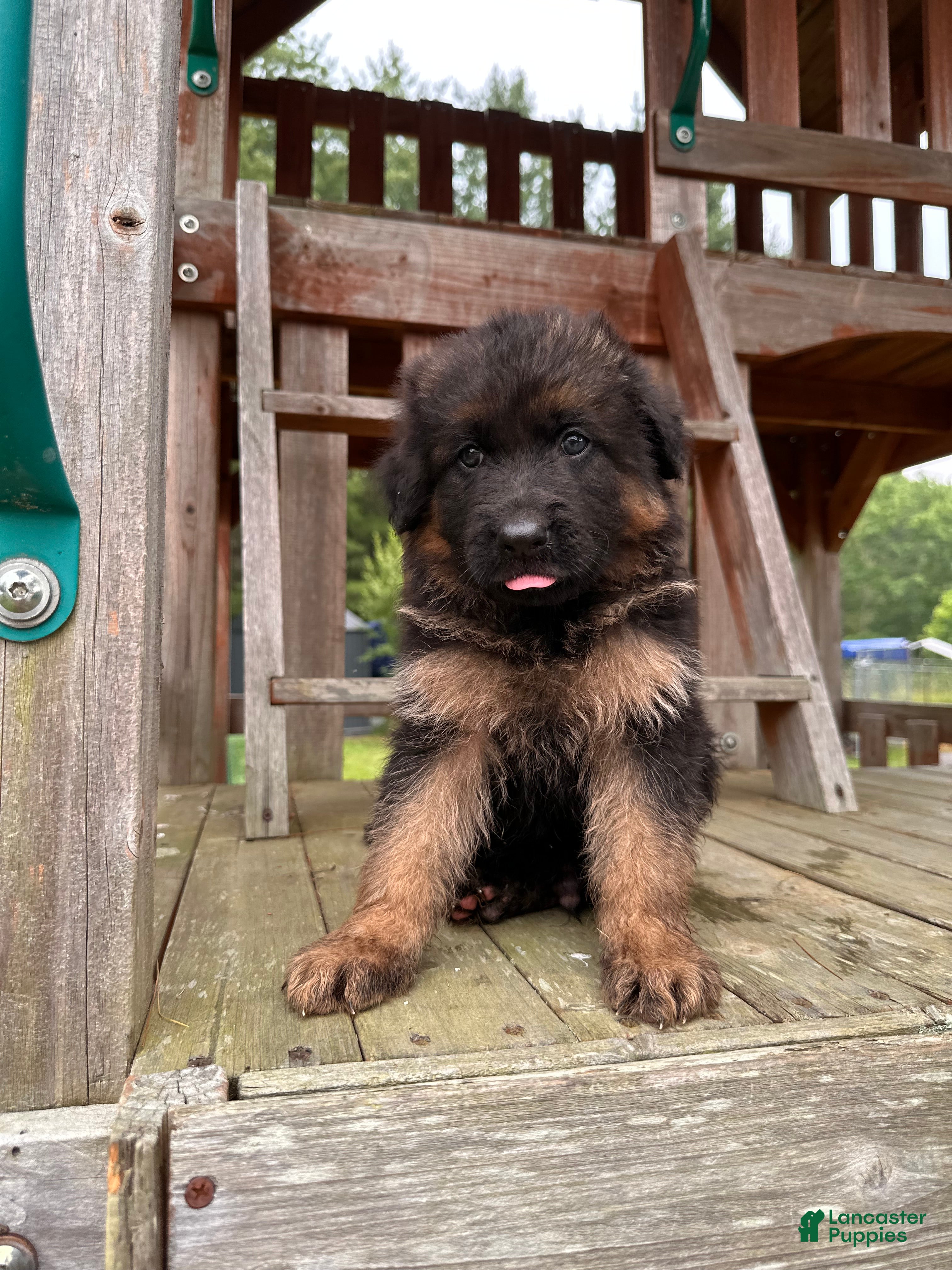 German Shepherd dogs Benny - Ad 2