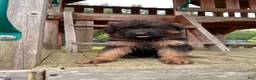 German Shepherd dogs for sale: Benny - Ad 2