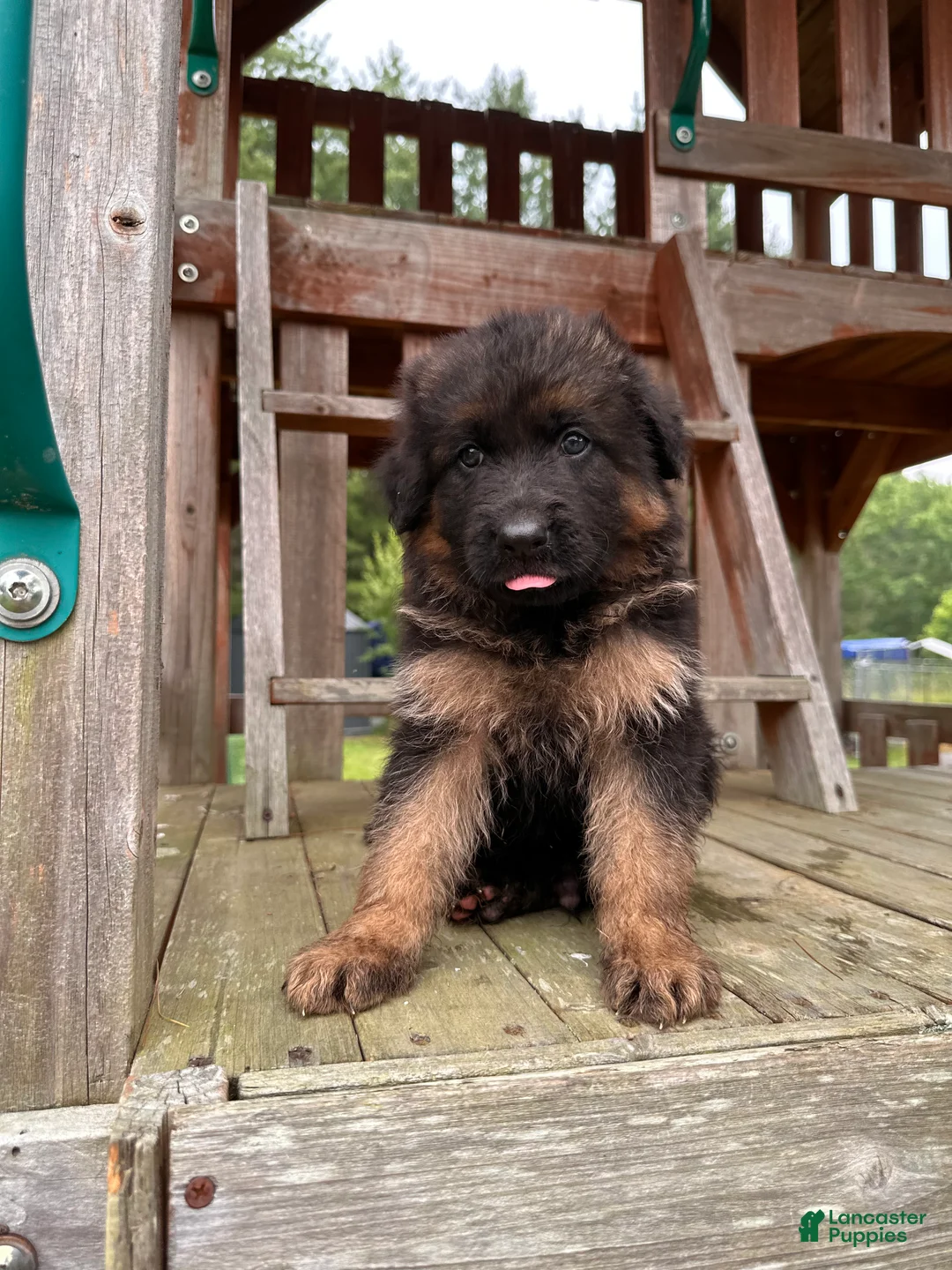 German Shepherd dogs for sale: Benny - Ad 2