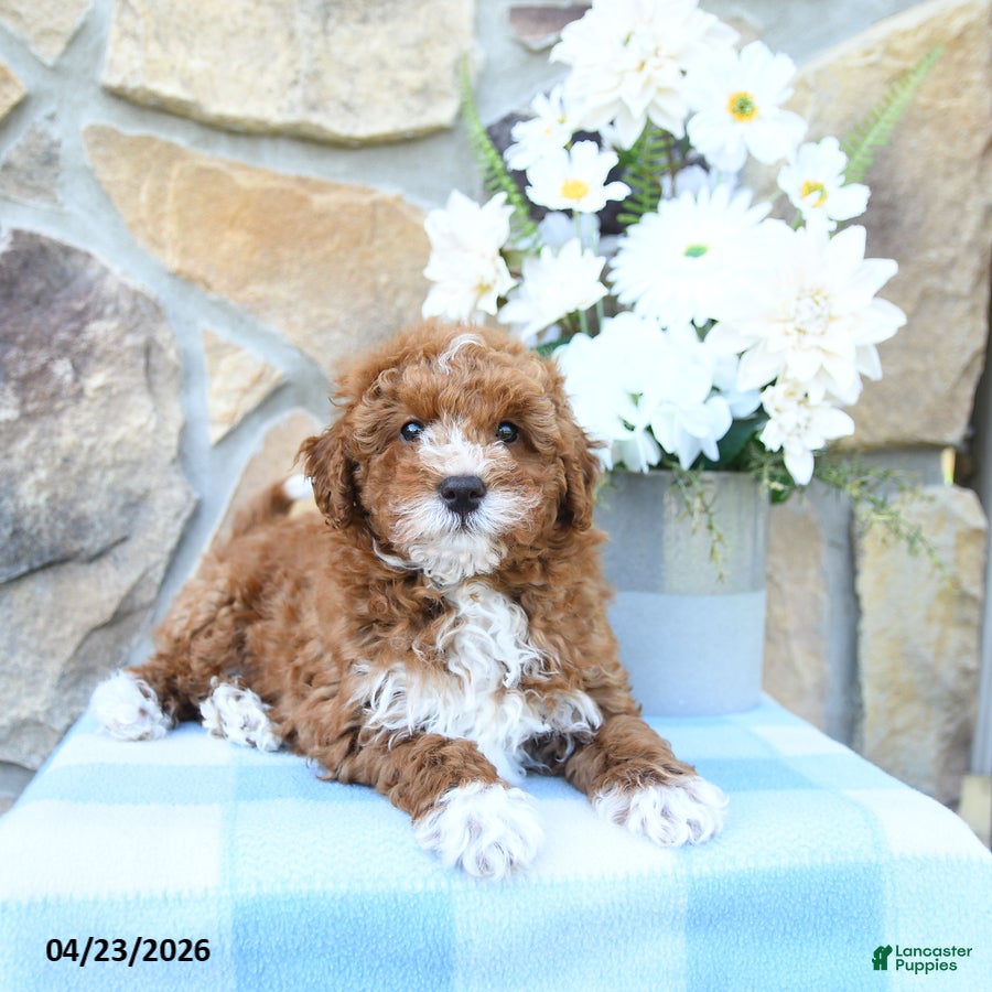 Mini Goldendoodle dogs Peter - Ad 2