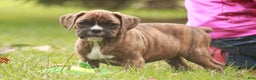 Boxer dogs for sale: Elsie - Ad 12