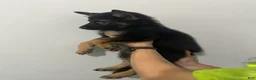 German Shepherd dogs for sale: German Shepherd 1 - Ad 3