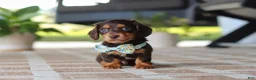 Miniature Dachshund dogs for sale: Warren - Ad 4