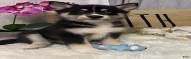 Rascal