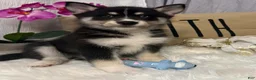 Mixed Breed dogs for sale: Rascal - Ad 1