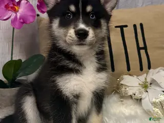 Mixed Breed dogs Rascal - Ad 27