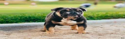 English Bulldog dogs for sale: Block - Ad 6