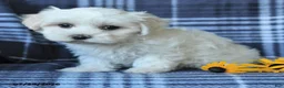 Maltese dogs for sale: Dora - Ad 4
