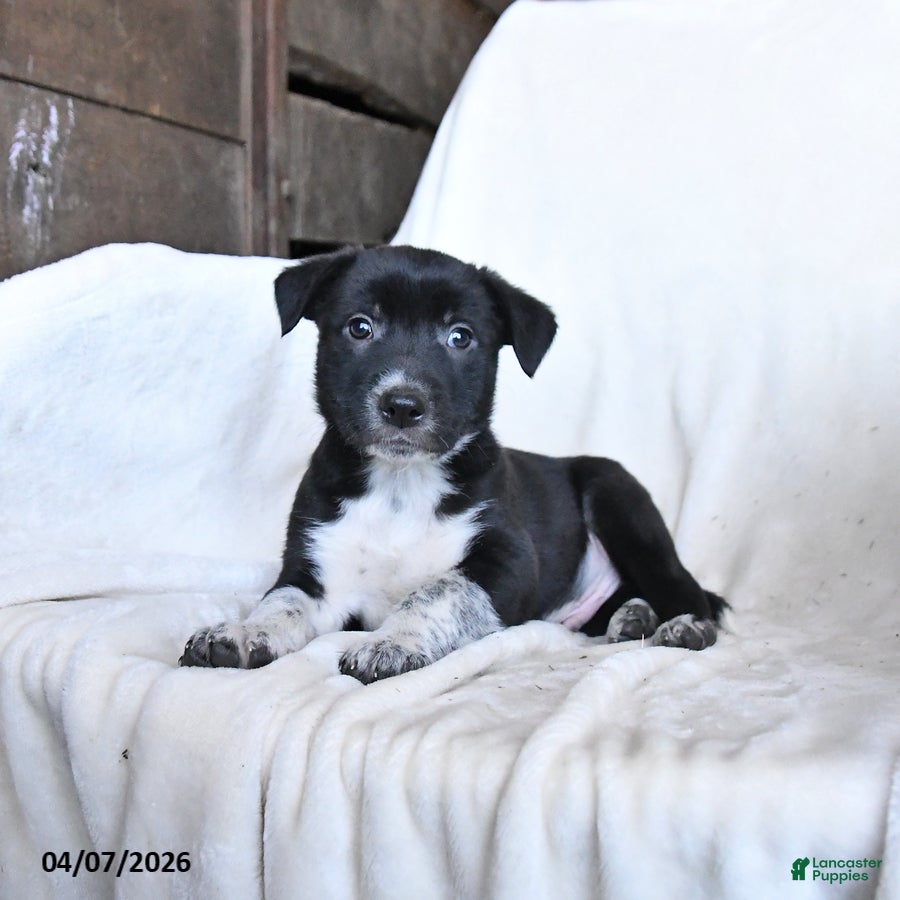 Border Collie dogs Frisky - Ad 1