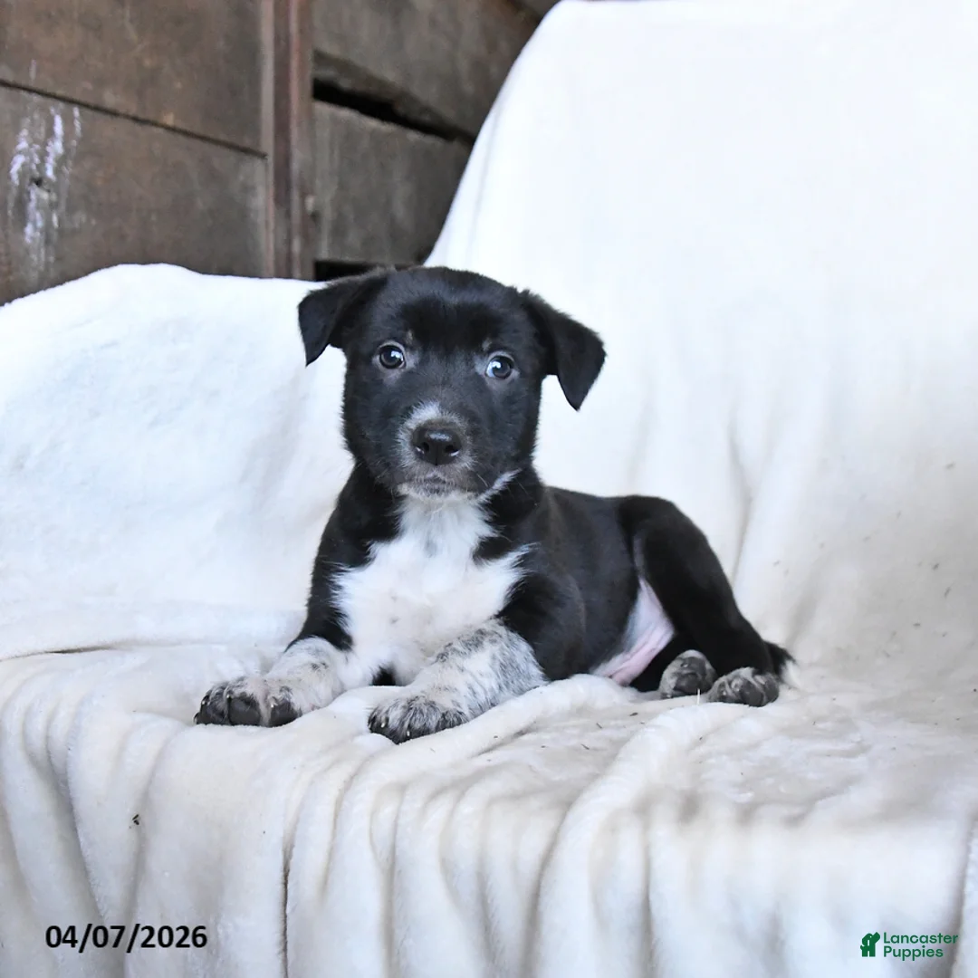 Border Collie dogs for sale: Frisky - Ad 1