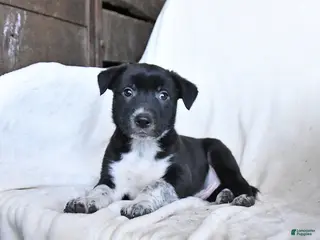 Border Collie dogs for sale: Frisky - Ad 2