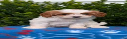 Cavapoo dogs for sale: Nadia - Ad 3