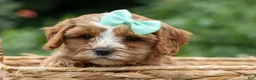 Cavapoo dogs for sale: Violet 💗 - Ad 4