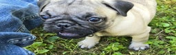 Pug dogs for sale: Derek - Ad 6