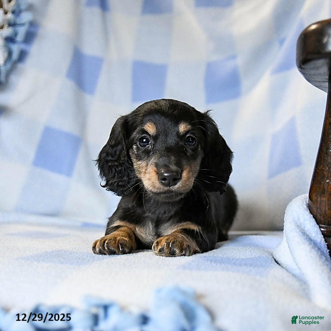Miniature Dachshund dogs for sale: Apollo - Ad 2