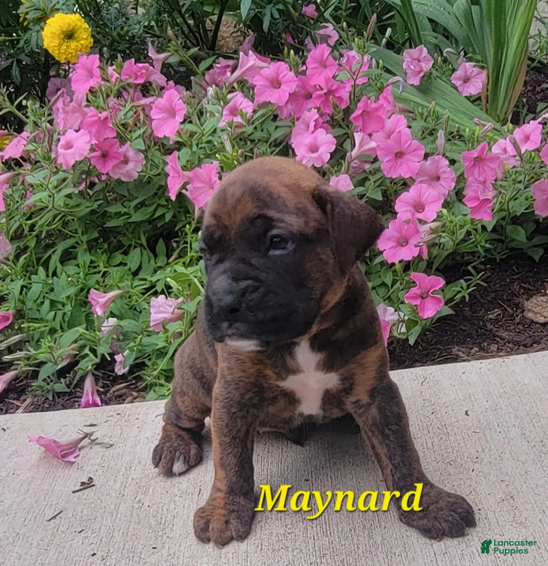 Boxer dogs for sale: Maynard - Ad 2