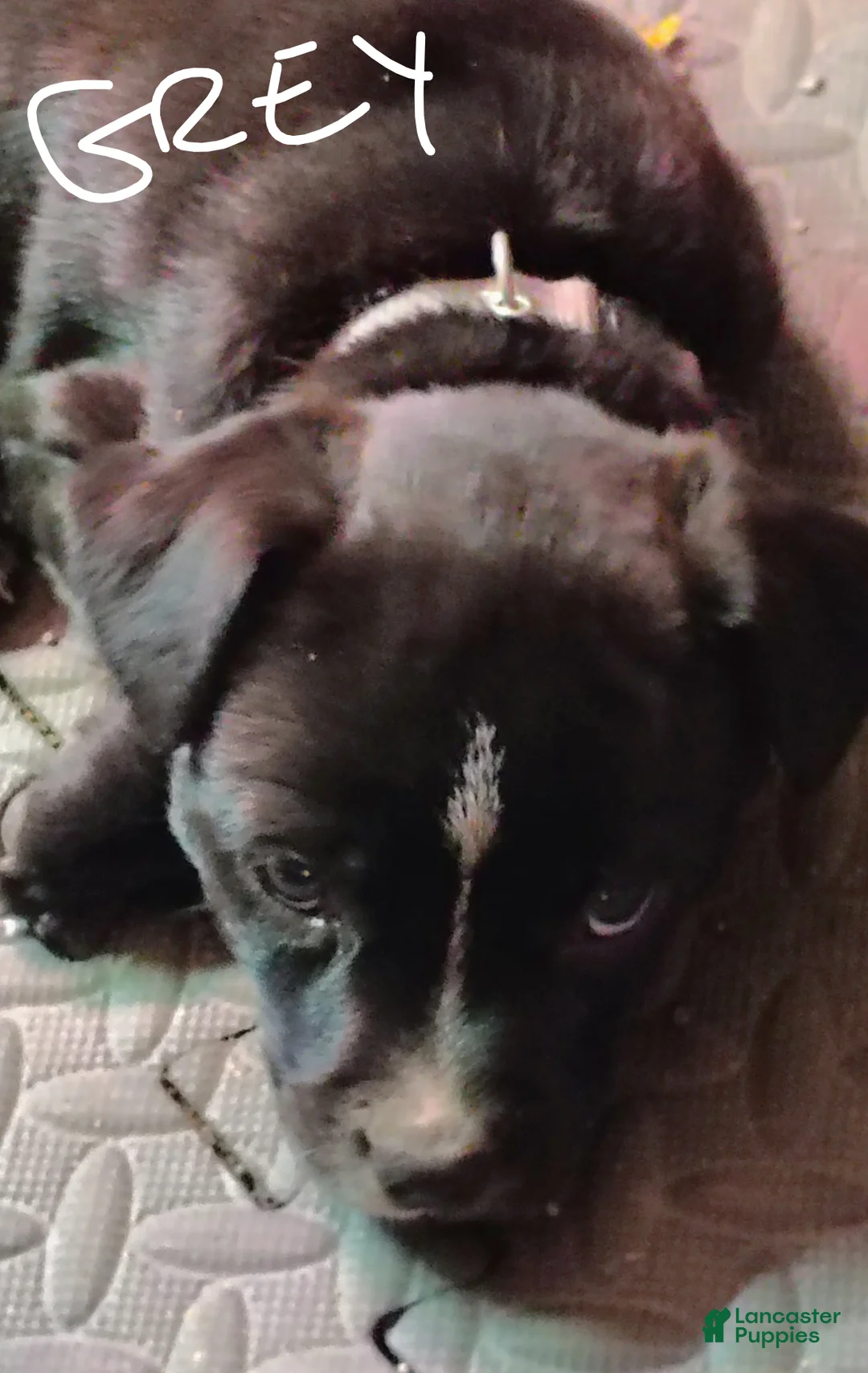 Mixed Breed dogs for sale: Mixed Breed Puppy 1 - Ad 1