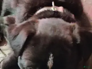 Mixed Breed dogs Mixed Breed Puppy 1 - Ad 19