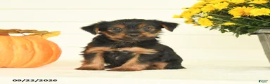 Baxter